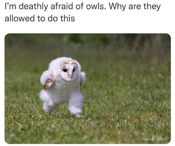 animal memes, funny animal memes, pet memes, cute animal memes, dog memes, cat memes, wildlife memes, critter memes, animal humor, creature jokes, furry memes, zoo memes, adorable memes, animal reactions, animal pics, pet humor