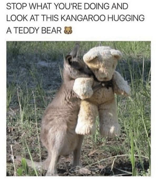 animal memes, funny animal memes, pet memes, cute animal memes, dog memes, cat memes, wildlife memes, critter memes, animal humor, creature jokes, furry memes, zoo memes, adorable memes, animal reactions, animal pics, pet humor