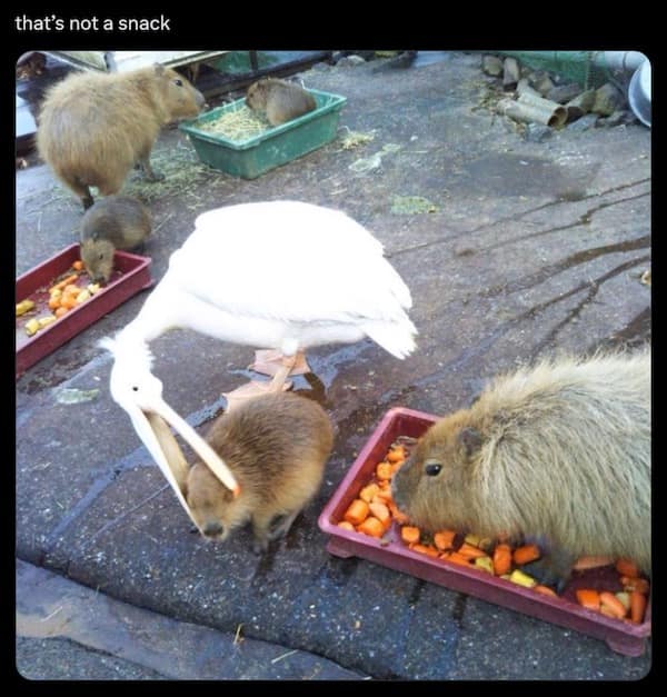 animal memes, funny animal memes, pet memes, cute animal memes, dog memes, cat memes, wildlife memes, critter memes, animal humor, creature jokes, furry memes, zoo memes, adorable memes, animal reactions, animal pics, pet humor