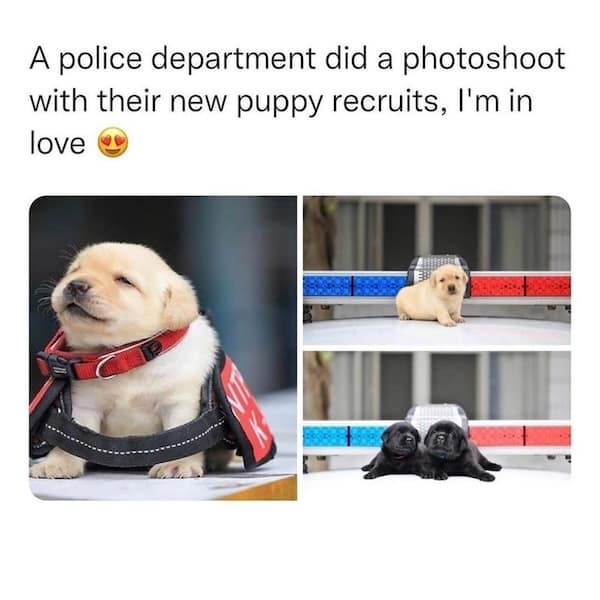 animal memes, funny animal memes, pet memes, cute animal memes, dog memes, cat memes, wildlife memes, critter memes, animal humor, creature jokes, furry memes, zoo memes, adorable memes, animal reactions, animal pics, pet humor