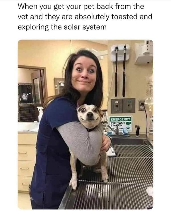 animal memes, funny animal memes, pet memes, cute animal memes, dog memes, cat memes, wildlife memes, critter memes, animal humor, creature jokes, furry memes, zoo memes, adorable memes, animal reactions, animal pics, pet humor