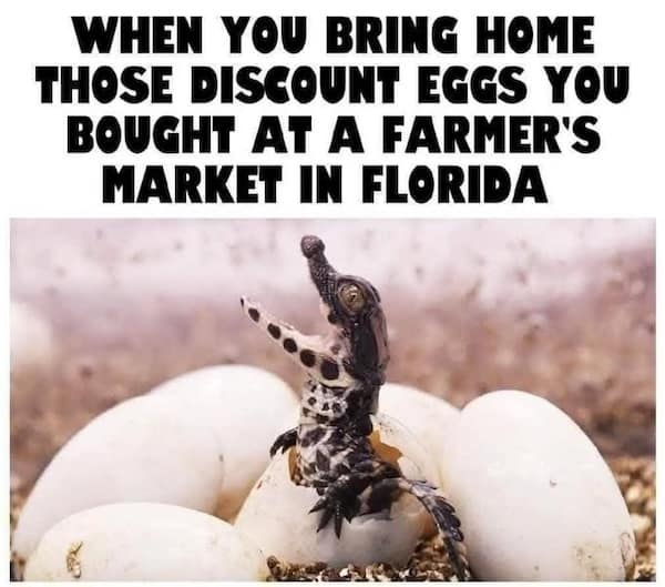 animal memes, funny animal memes, pet memes, cute animal memes, dog memes, cat memes, wildlife memes, critter memes, animal humor, creature jokes, furry memes, zoo memes, adorable memes, animal reactions, animal pics, pet humor