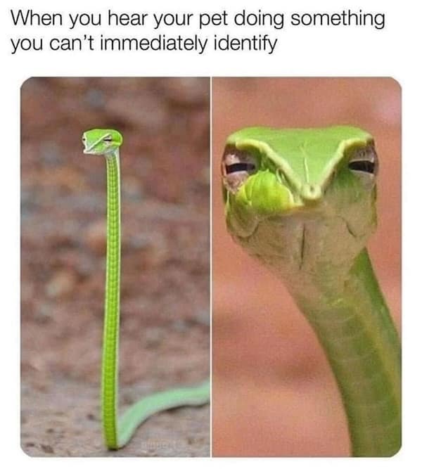 animal memes, funny animal memes, pet memes, cute animal memes, dog memes, cat memes, wildlife memes, critter memes, animal humor, creature jokes, furry memes, zoo memes, adorable memes, animal reactions, animal pics, pet humor