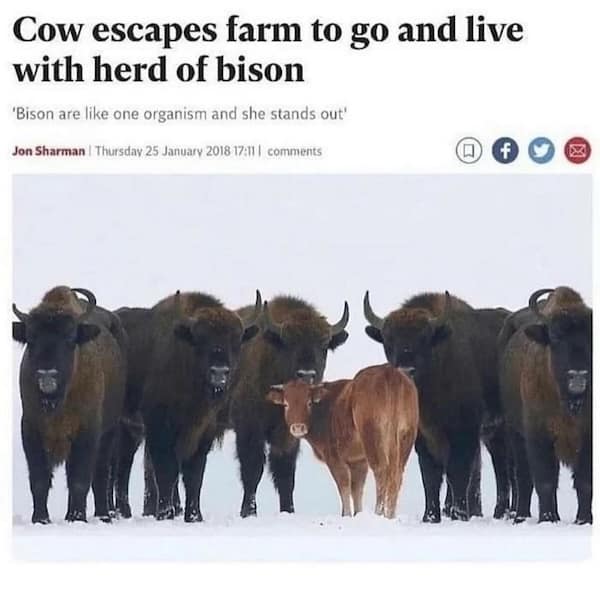 animal memes, funny animal memes, pet memes, cute animal memes, dog memes, cat memes, wildlife memes, critter memes, animal humor, creature jokes, furry memes, zoo memes, adorable memes, animal reactions, animal pics, pet humor