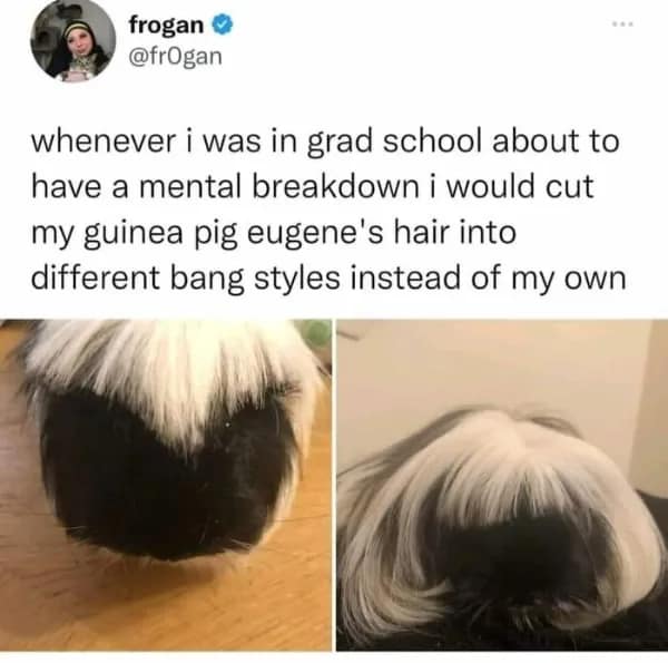 whenever i was in grad school about to have a mental breakdown i would cut my guinea pig eugene's hair into different bang styles instead of my own