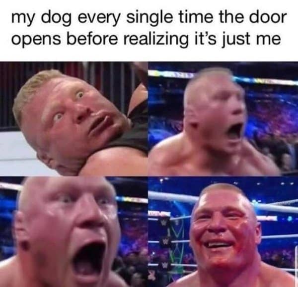 my dog every single time the door opens before realizing it's just me