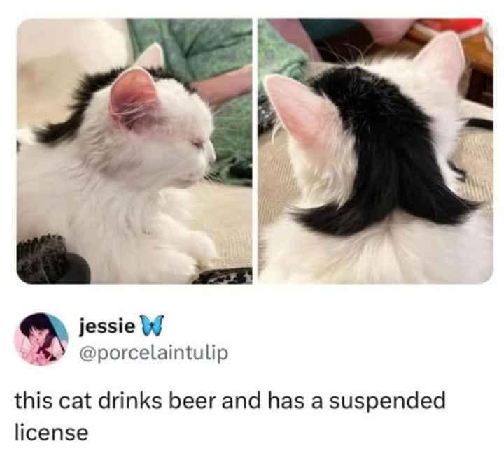 jessie W @porcelaintulip this cat drinks beer and has a suspended license