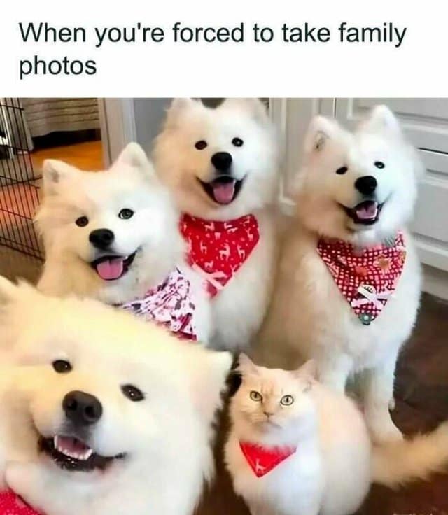 classic memes, vintage memes, viral tweets