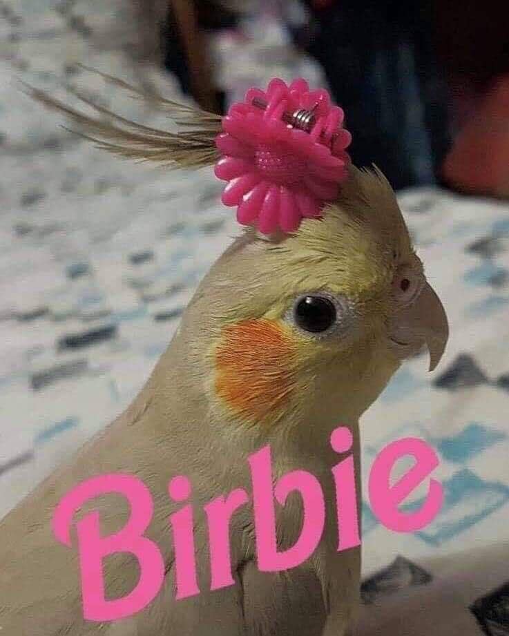 classic memes, vintage memes, viral tweets, viral memes, trending memes, old memes, internet memes, legendary memes, internet humor, funny tweets, meme archive, evergreen memes, meme nostalgia, timeless memes, meme classics, legendary tweets, OG memes, internet culture, best memes