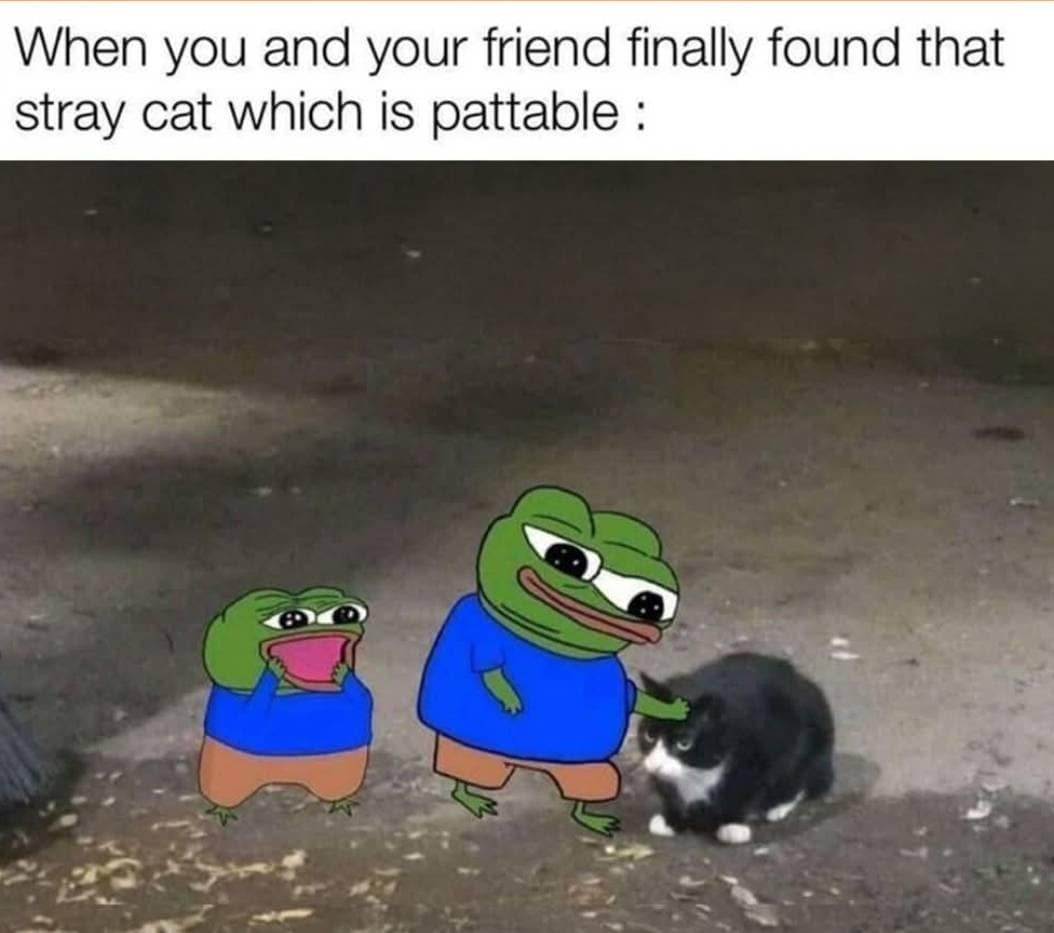 When you and your friend finally found that stray cat which is pattable :