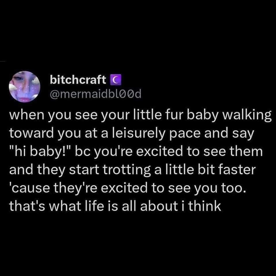 bitchcraft @mermaidbl00d when you see your little fur baby walking toward you at a leisurely pace and say "hi baby!" be you're excited to see them and they start trotting a little bit faster 'cause they're excited to see you too. that's what life is all about i think
