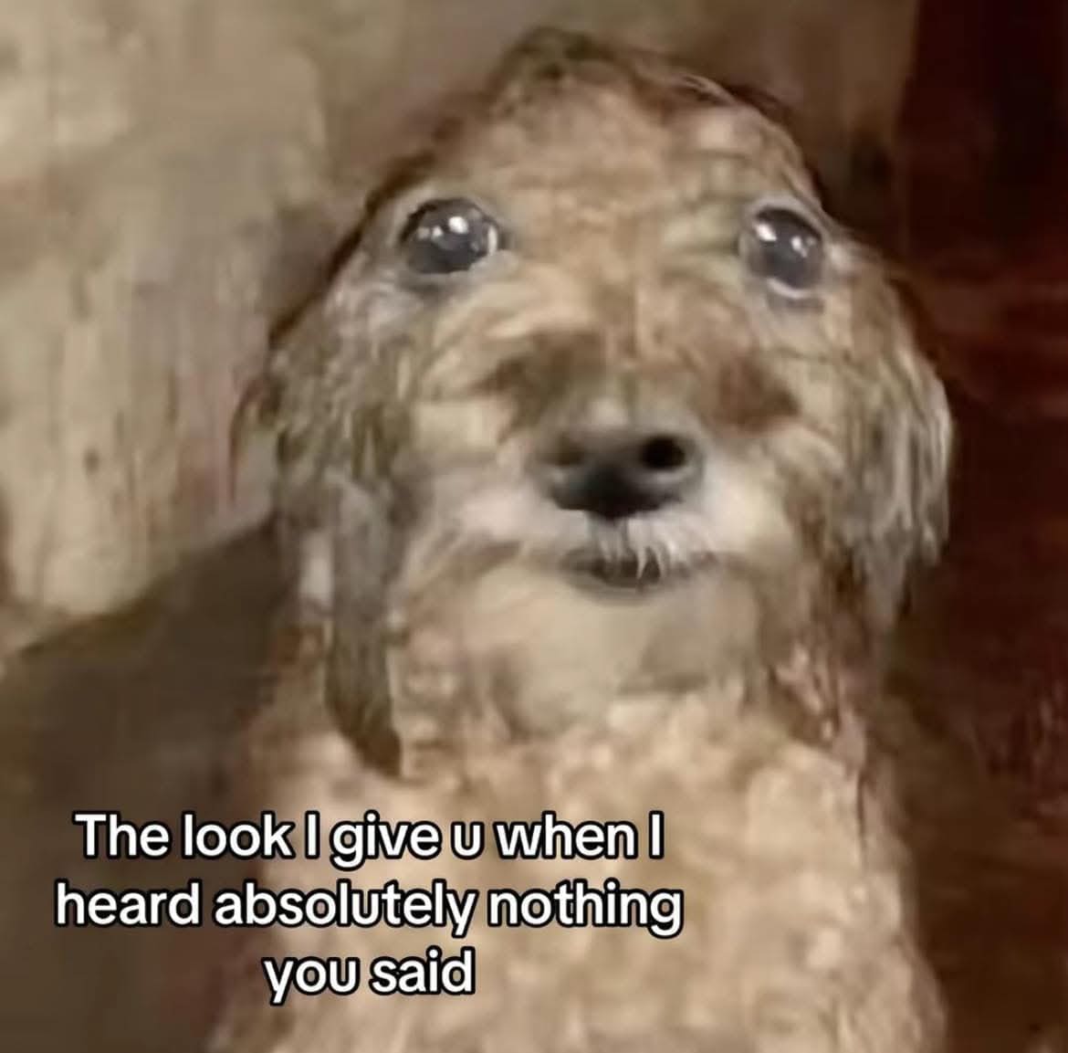 The look I give u when I heard absolutely nothing you said