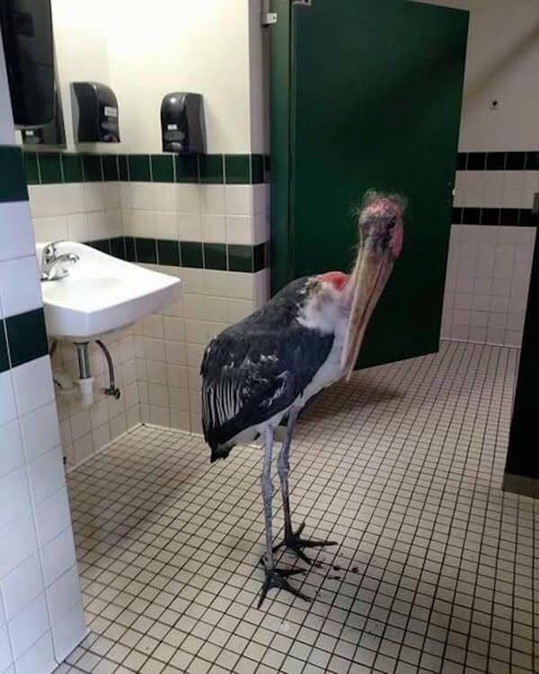 cursed images, viral pics, weird photos, internet oddities, trending cursed memes, cursed memes, bizarre photos, meme classics, nightmare fuel, awkward animal photos, cursed food, viral photos, visual jokes, image dump, internet legends, creepy memes, unhinged memes, funny images, meme scroll, chaos pics