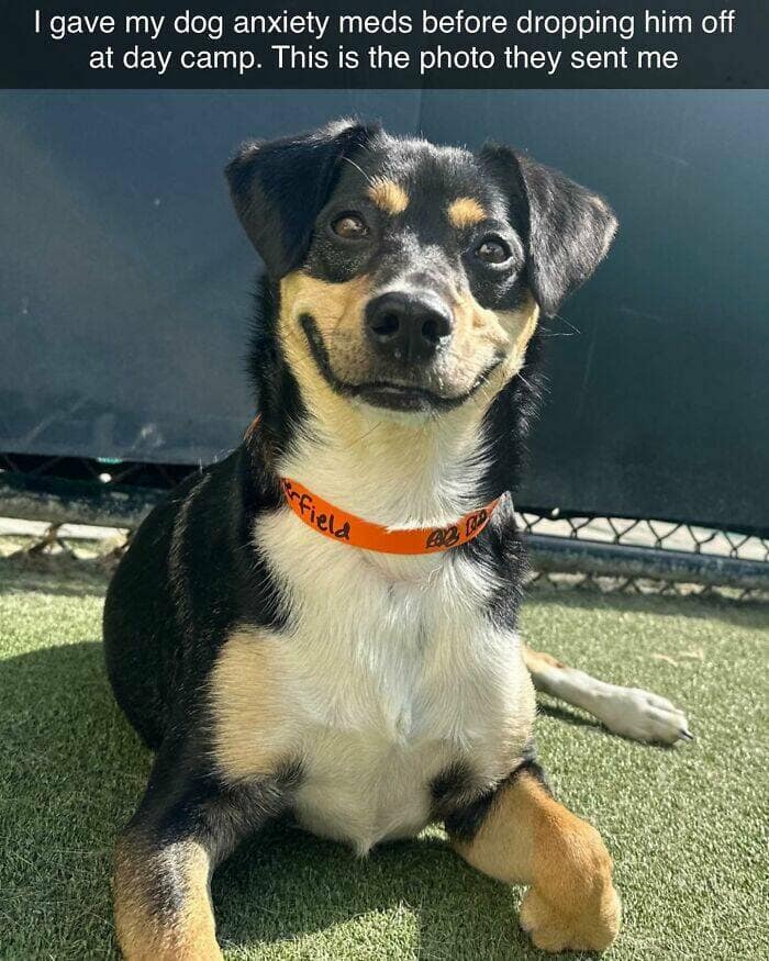 dog memes, funny dog memes, dog humor, puppy memes, funny animal memes, dog lover jokes, trending dog memes, canine memes, viral dog posts, animal memes, pet memes, best dog jokes, funny dog pics, goofy dog memes, dog owner laughs, four-legged memes, pet humor, cute dog memes, daily dog memes, dog fails, dog jokes