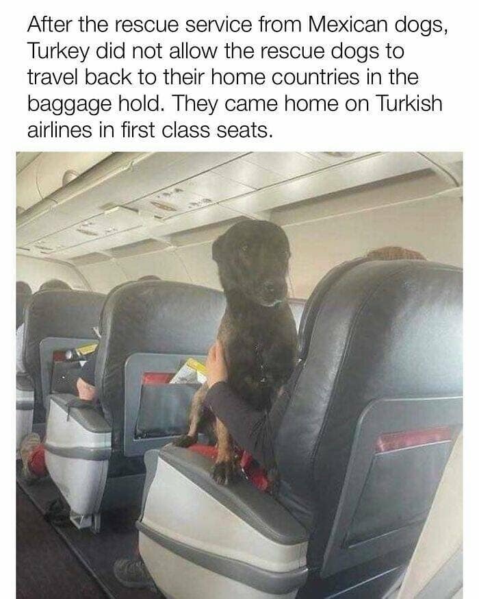 dog memes, funny dog memes, dog humor, puppy memes, funny animal memes, dog lover jokes, trending dog memes, canine memes, viral dog posts, animal memes, pet memes, best dog jokes, funny dog pics, goofy dog memes, dog owner laughs, four-legged memes, pet humor, cute dog memes, daily dog memes, dog fails, dog jokes