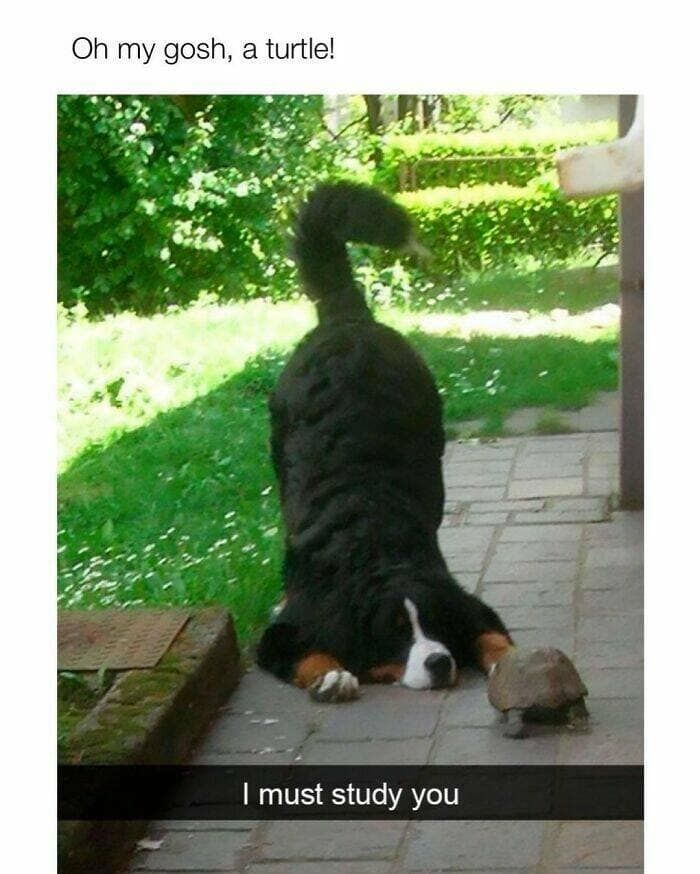 dog memes, funny dog memes, dog humor, puppy memes, funny animal memes, dog lover jokes, trending dog memes, canine memes, viral dog posts, animal memes, pet memes, best dog jokes, funny dog pics, goofy dog memes, dog owner laughs, four-legged memes, pet humor, cute dog memes, daily dog memes, dog fails, dog jokes