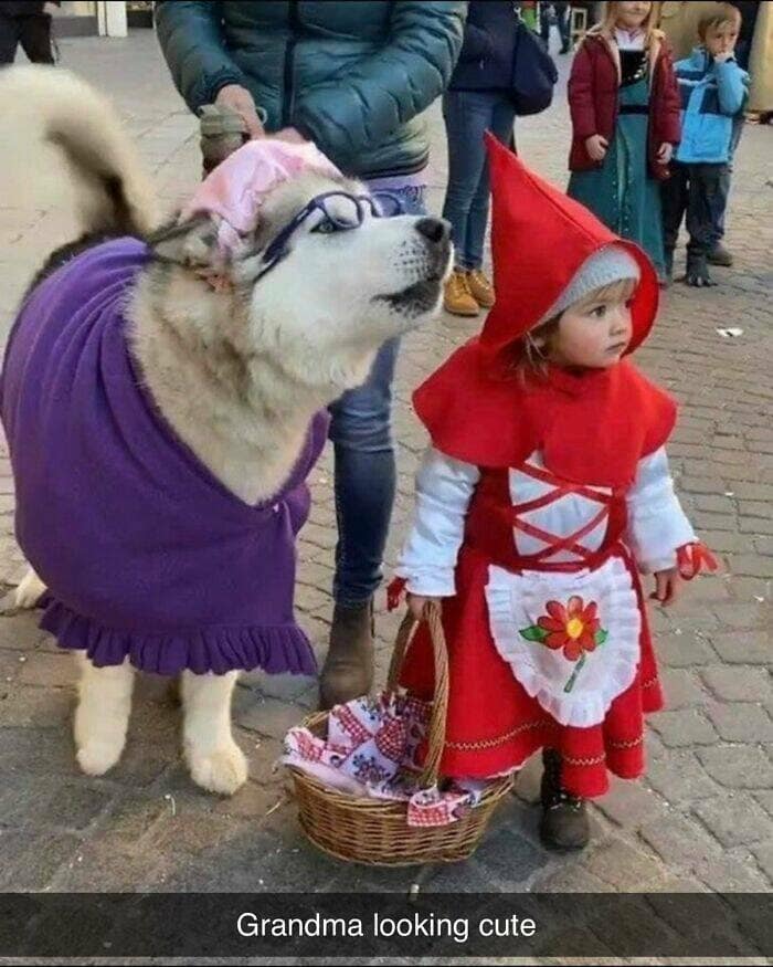 dog memes, funny dog memes, dog humor, puppy memes, funny animal memes, dog lover jokes, trending dog memes, canine memes, viral dog posts, animal memes, pet memes, best dog jokes, funny dog pics, goofy dog memes, dog owner laughs, four-legged memes, pet humor, cute dog memes, daily dog memes, dog fails, dog jokes