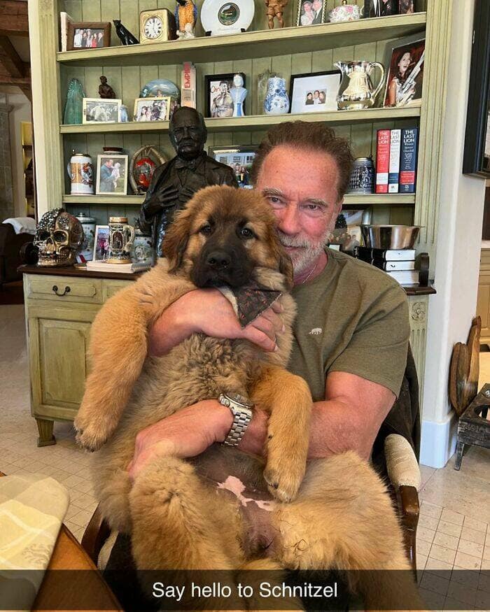 dog memes, funny dog memes, dog humor, puppy memes, funny animal memes, dog lover jokes, trending dog memes, canine memes, viral dog posts, animal memes, pet memes, best dog jokes, funny dog pics, goofy dog memes, dog owner laughs, four-legged memes, pet humor, cute dog memes, daily dog memes, dog fails, dog jokes