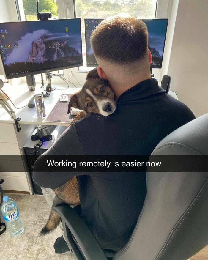 dog memes, funny dog memes, dog humor, puppy memes, funny animal memes, dog lover jokes, trending dog memes, canine memes, viral dog posts, animal memes, pet memes, best dog jokes, funny dog pics, goofy dog memes, dog owner laughs, four-legged memes, pet humor, cute dog memes, daily dog memes, dog fails, dog jokes