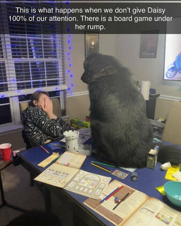 dog memes, funny dog memes, dog humor, puppy memes, funny animal memes, dog lover jokes, trending dog memes, canine memes, viral dog posts, animal memes, pet memes, best dog jokes, funny dog pics, goofy dog memes, dog owner laughs, four-legged memes, pet humor, cute dog memes, daily dog memes, dog fails, dog jokes