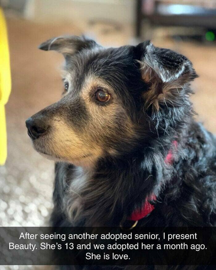 dog memes, funny dog memes, dog humor, puppy memes, funny animal memes, dog lover jokes, trending dog memes, canine memes, viral dog posts, animal memes, pet memes, best dog jokes, funny dog pics, goofy dog memes, dog owner laughs, four-legged memes, pet humor, cute dog memes, daily dog memes, dog fails, dog jokes