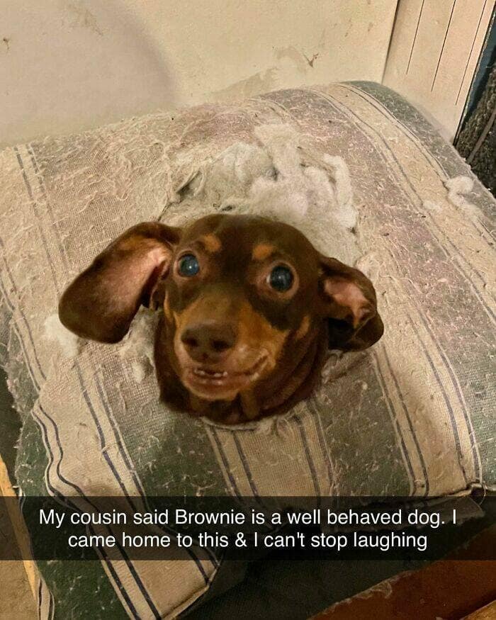 dog memes, funny dog memes, dog humor, puppy memes, funny animal memes, dog lover jokes, trending dog memes, canine memes, viral dog posts, animal memes, pet memes, best dog jokes, funny dog pics, goofy dog memes, dog owner laughs, four-legged memes, pet humor, cute dog memes, daily dog memes, dog fails, dog jokes