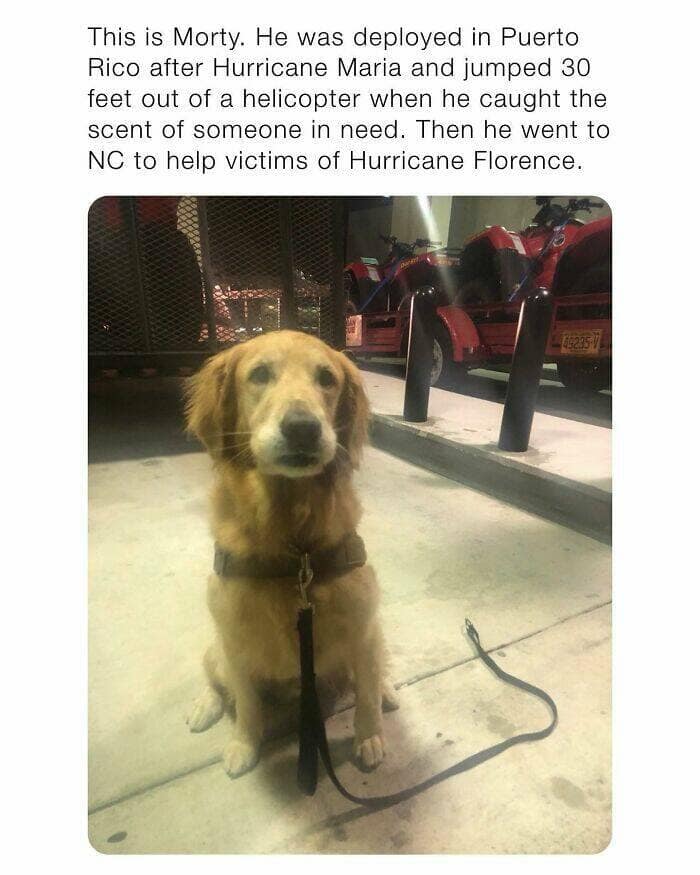 dog memes, funny dog memes, dog humor, puppy memes, funny animal memes, dog lover jokes, trending dog memes, canine memes, viral dog posts, animal memes, pet memes, best dog jokes, funny dog pics, goofy dog memes, dog owner laughs, four-legged memes, pet humor, cute dog memes, daily dog memes, dog fails, dog jokes