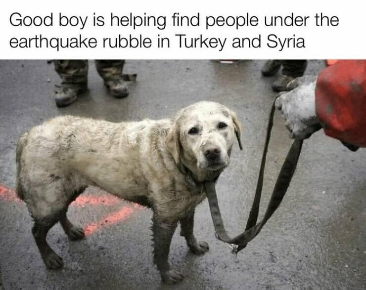 dog memes, funny dog memes, dog humor, puppy memes, funny animal memes, dog lover jokes, trending dog memes, canine memes, viral dog posts, animal memes, pet memes, best dog jokes, funny dog pics, goofy dog memes, dog owner laughs, four-legged memes, pet humor, cute dog memes, daily dog memes, dog fails, dog jokes