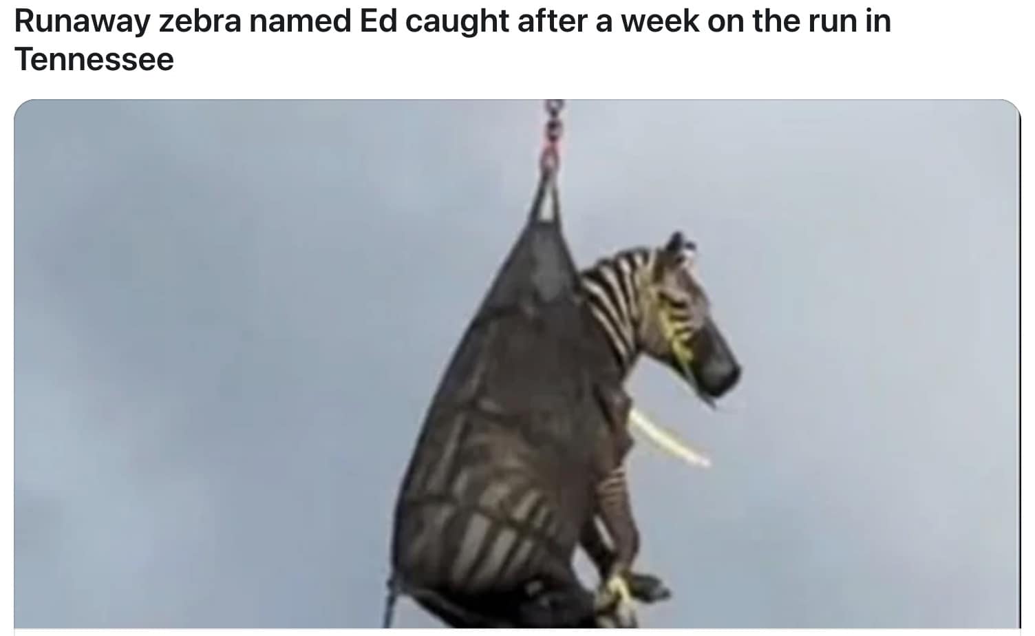 Ed the zebra memes, ed the zebra, zebra escape memes, runaway zebra memes, escaped zebra memes, animal airlift memes, helicopter animal rescue memes, dangling animal jokes, tennessee zebra, zebra sighting tennessee, zebra highway video