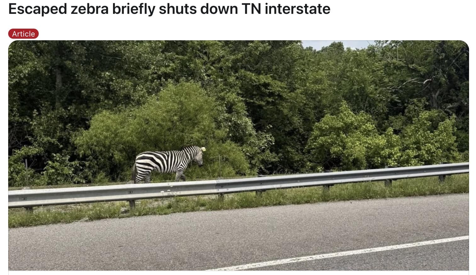 Ed the zebra memes, ed the zebra, zebra escape memes, runaway zebra memes, escaped zebra memes, animal airlift memes, helicopter animal rescue memes, dangling animal jokes, tennessee zebra, zebra sighting tennessee, zebra highway video