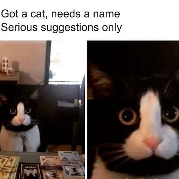funny cat memes, cat memes, cat jokes, internet memes, pet memes, cute memes, cat owner memes, funny memes, feline memes, chaos memes, meme gallery, cat fails, animal lover memes, cat pics, meow memes