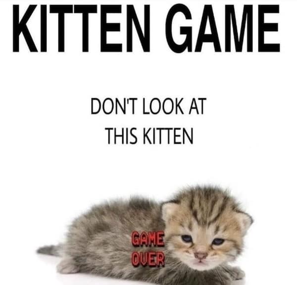 funny cat memes, cat memes, cat jokes, internet memes, pet memes, cute memes, cat owner memes, funny memes, feline memes, chaos memes, meme gallery, cat fails, animal lover memes, cat pics, meow memes