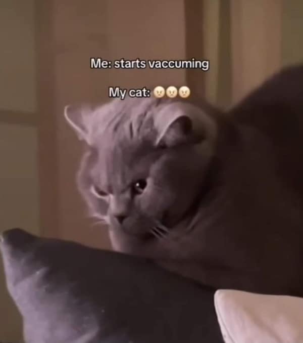 funny cat memes, cat memes, cat jokes, internet memes, pet memes, cute memes, cat owner memes, funny memes, feline memes, chaos memes, meme gallery, cat fails, animal lover memes, cat pics, meow memes