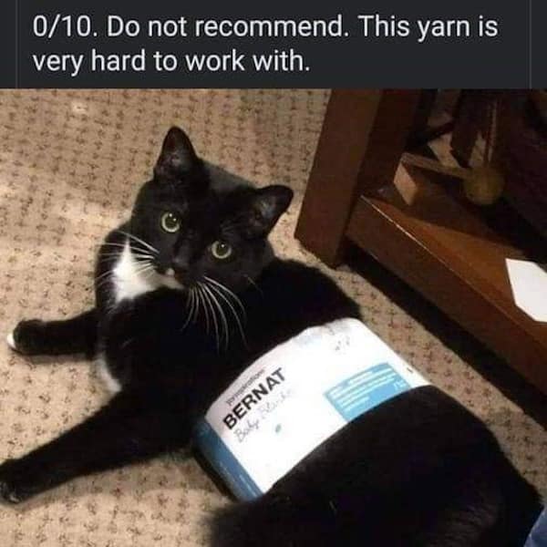 funny cat memes, cat memes, cat jokes, internet memes, pet memes, cute memes, cat owner memes, funny memes, feline memes, chaos memes, meme gallery, cat fails, animal lover memes, cat pics, meow memes