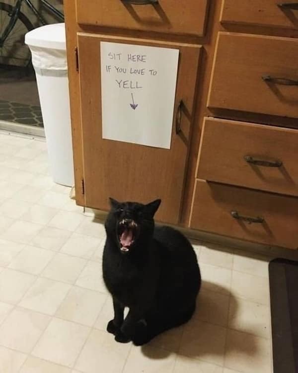 funny cat memes, cat memes, cat jokes, internet memes, pet memes, cute memes, cat owner memes, funny memes, feline memes, chaos memes, meme gallery, cat fails, animal lover memes, cat pics, meow memes