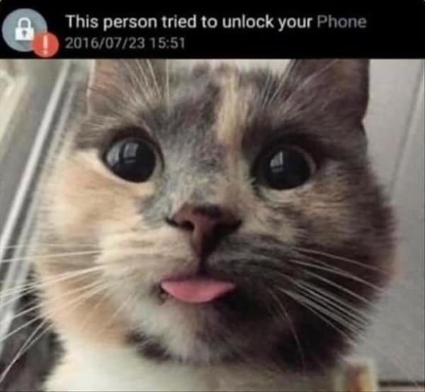 funny cat memes, cat memes, cat jokes, internet memes, pet memes, cute memes, cat owner memes, funny memes, feline memes, chaos memes, meme gallery, cat fails, animal lover memes, cat pics, meow memes