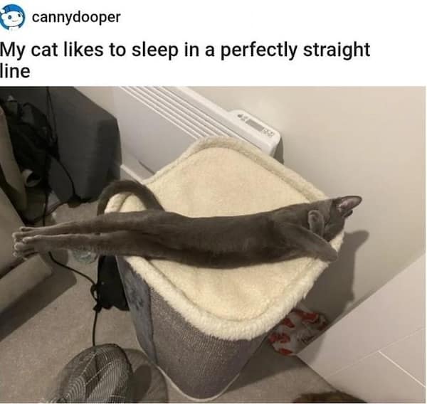 funny cat memes, cat memes, cat jokes, internet memes, pet memes, cute memes, cat owner memes, funny memes, feline memes, chaos memes, meme gallery, cat fails, animal lover memes, cat pics, meow memes