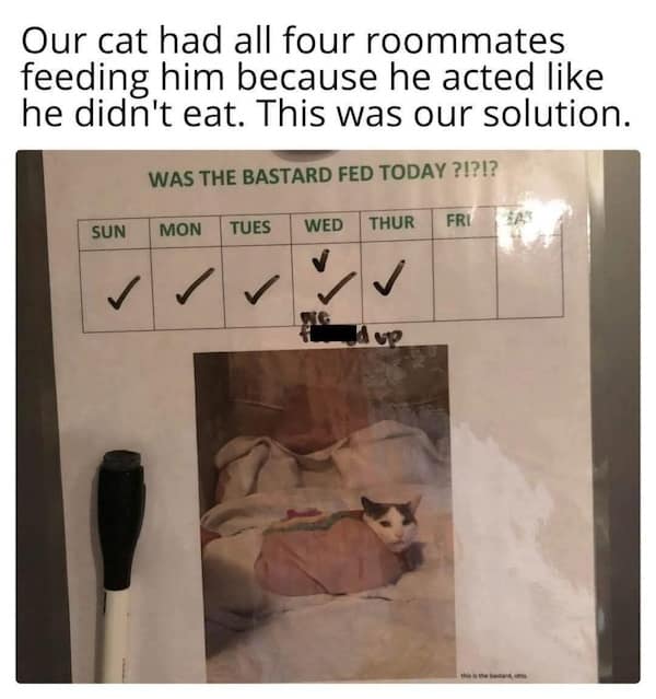 funny cat memes, cat memes, cat jokes, internet memes, pet memes, cute memes, cat owner memes, funny memes, feline memes, chaos memes, meme gallery, cat fails, animal lover memes, cat pics, meow memes