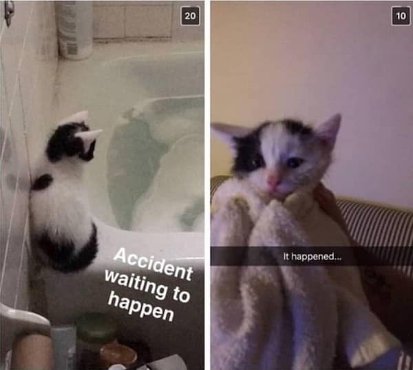 funny cat memes, cat memes, cat jokes, internet memes, pet memes, cute memes, cat owner memes, funny memes, feline memes, chaos memes, meme gallery, cat fails, animal lover memes, cat pics, meow memes