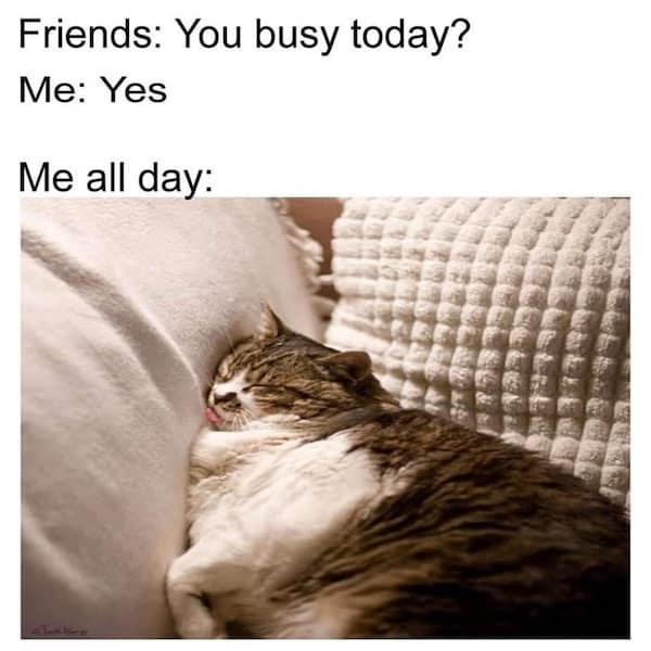 funny cat memes, cat memes, cat jokes, internet memes, pet memes, cute memes, cat owner memes, funny memes, feline memes, chaos memes, meme gallery, cat fails, animal lover memes, cat pics, meow memes