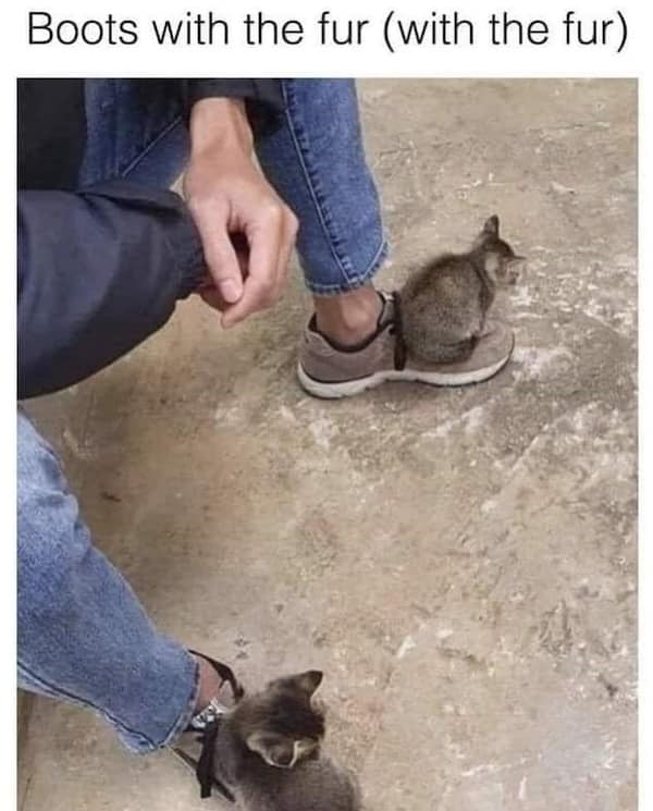 funny cat memes, cat memes, cat jokes, internet memes, pet memes, cute memes, cat owner memes, funny memes, feline memes, chaos memes, meme gallery, cat fails, animal lover memes, cat pics, meow memes