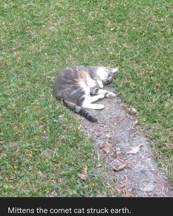 funny cat memes, cat memes, cat jokes, internet memes, pet memes, cute memes, cat owner memes, funny memes, feline memes, chaos memes, meme gallery, cat fails, animal lover memes, cat pics, meow memes