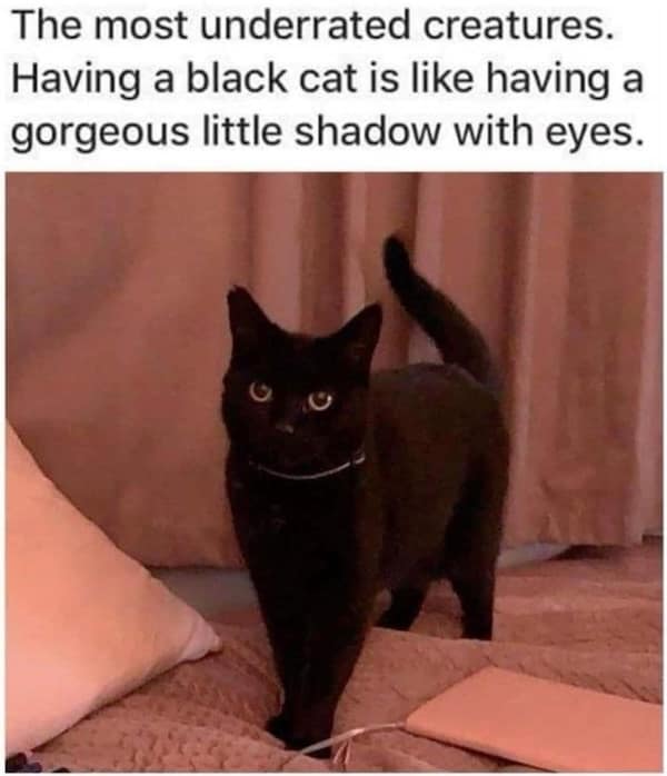 funny cat memes, cat memes, cat jokes, internet memes, pet memes, cute memes, cat owner memes, funny memes, feline memes, chaos memes, meme gallery, cat fails, animal lover memes, cat pics, meow memes