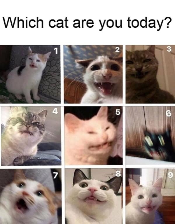 funny cat memes, cat memes, cat jokes, internet memes, pet memes, cute memes, cat owner memes, funny memes, feline memes, chaos memes, meme gallery, cat fails, animal lover memes, cat pics, meow memes