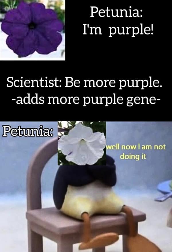 Petunia: I'm purple! Scientist: Be more purple. -adds more purple gene- Petunia: well now l am not doing it