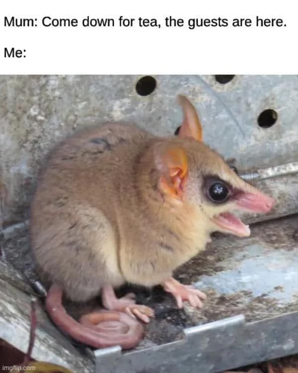 Mum: Come down for tea, the guests are here. Me: