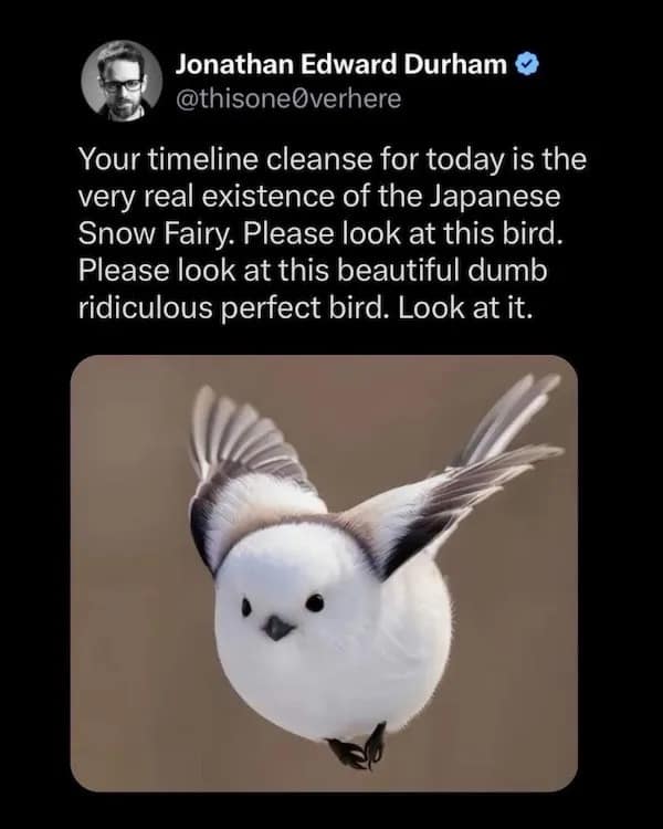 Your timeline cleanse for today is the very real existence of the Japanese Snow Fairy. Please look at this bird. Please look at this beautiful dumb ridiculous perfect bird. Look at it.