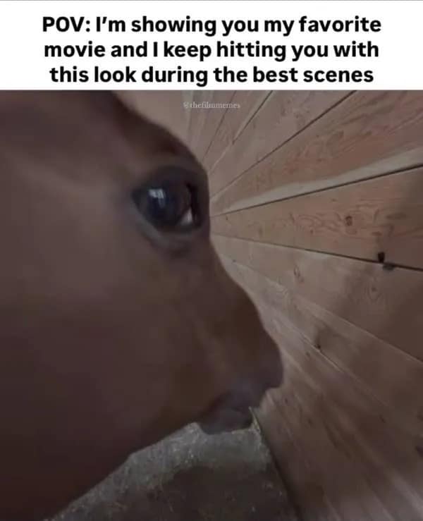 POV: I'm showing you my favorite movie and I keep hitting you with this look during the best scenes