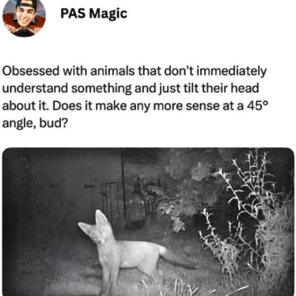 Obsessed with animals that don't immediately understand something and just tilt their head about it. Does it make any more sense at a 45° angle, bud?