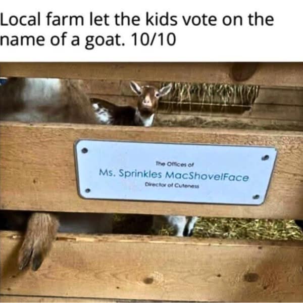 Local farm let the kids vote on the name of a goat. 10/10